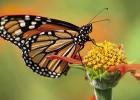 Beyond Milkweed: Creating a Migratory Oasis for Monarchs