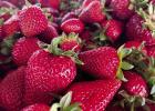 Strawberry Season in Texas Off to an Excellent Start