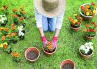 The Basics of Container Gardening